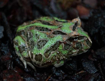 ra horned frog
