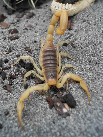 ri arizona scorpion