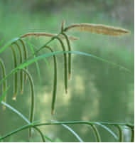 Pendulum grass