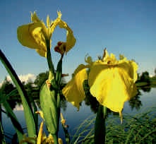 Flag iris