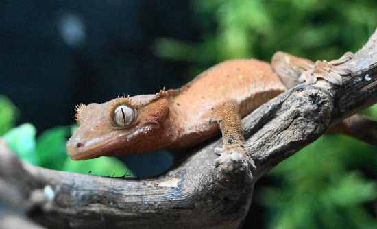 rr crested gecko