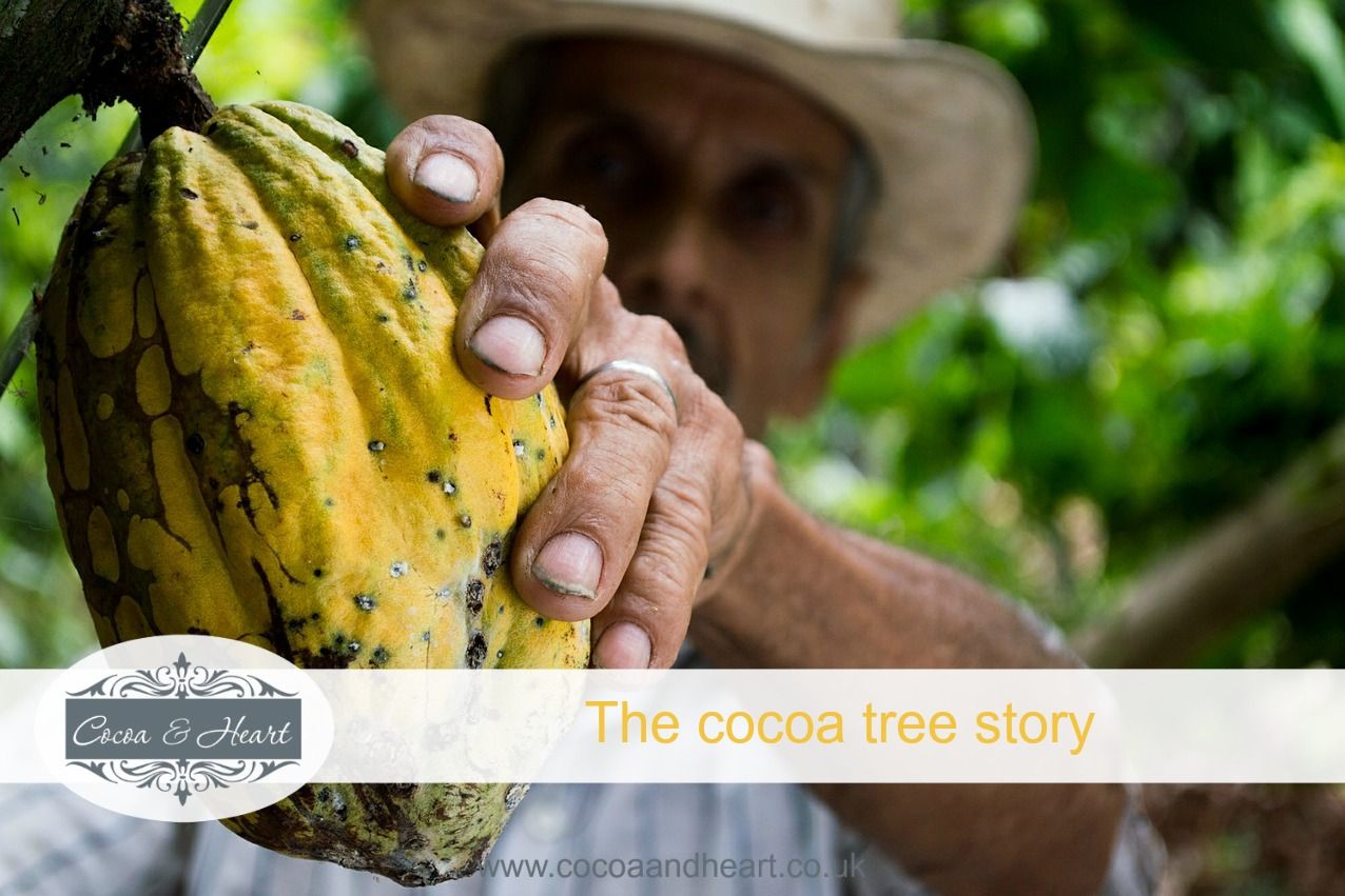 Cocoa Tree Chocolate History & Research Cocoa & Heart Blog