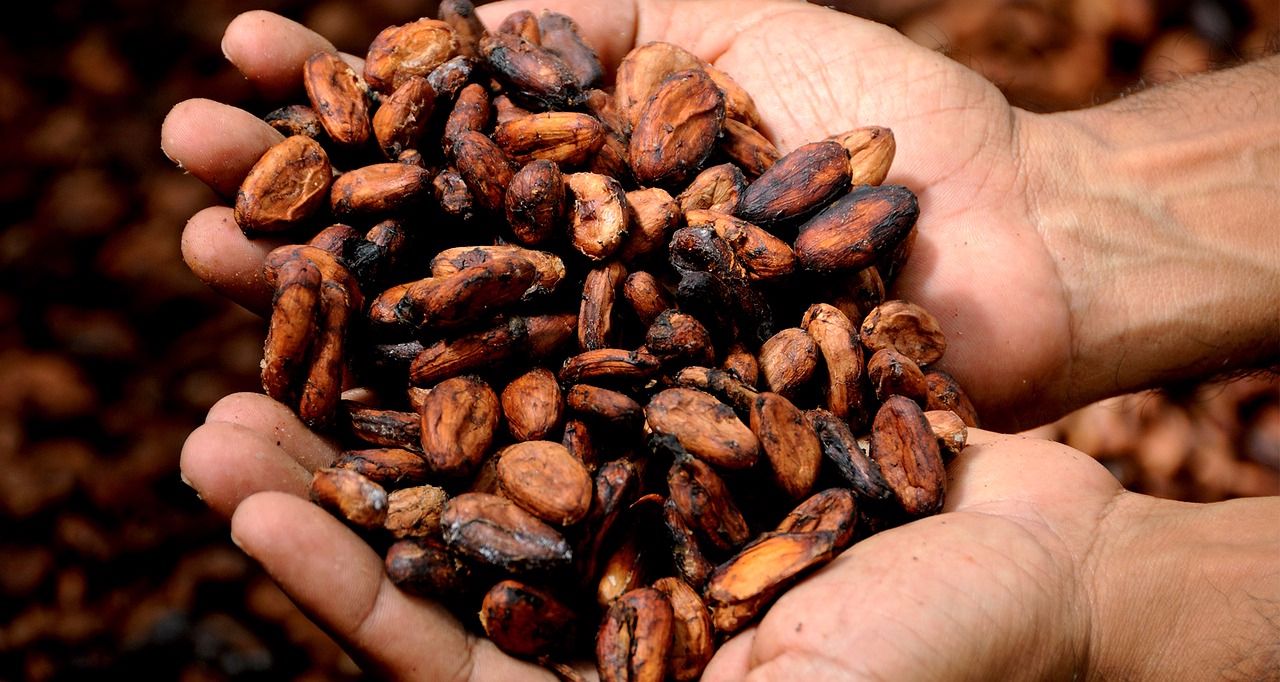 How are cocoa beans harvested History of chocolate