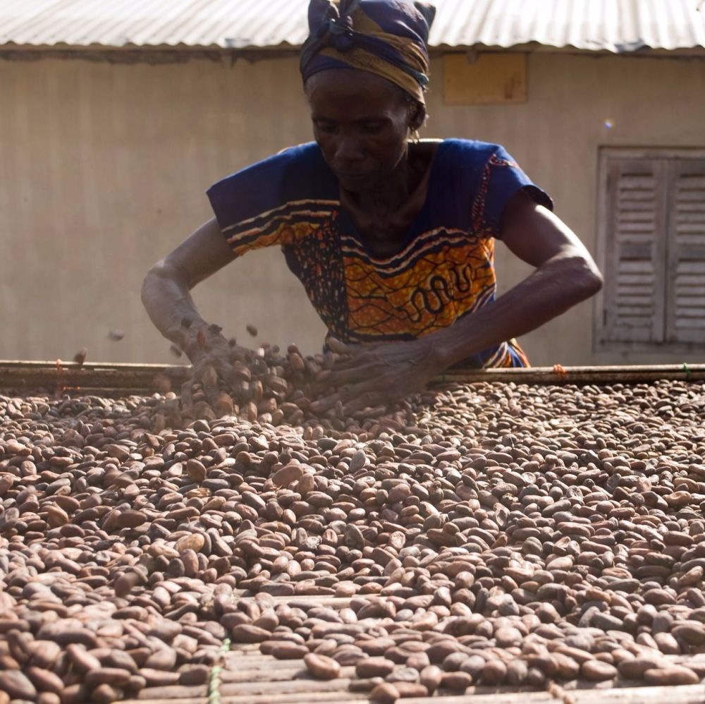 How are cocoa beans harvested History of chocolate