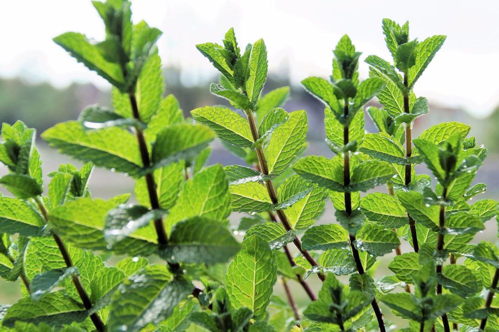 chocolate mint plant near me