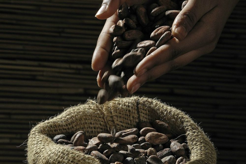 History of chocolate timeline Year by year chocolate facts