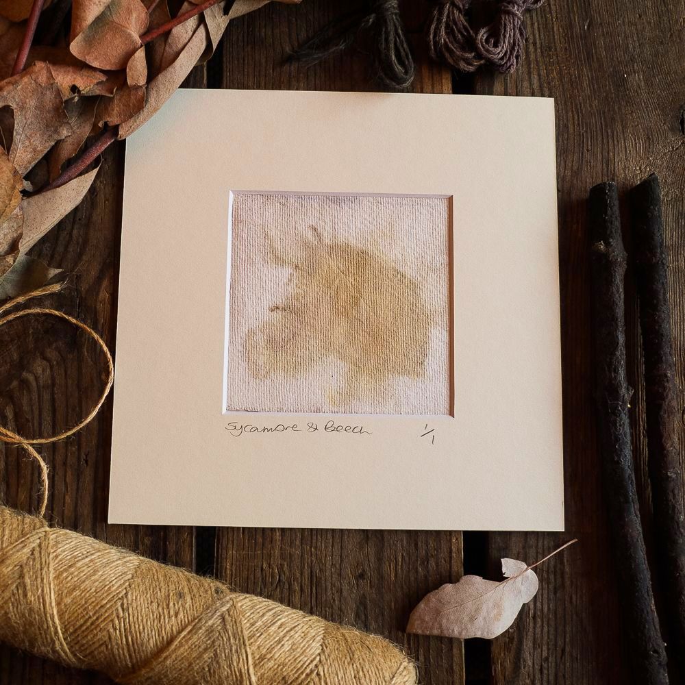 Small Sycamore & Beech  print on handmade paper 