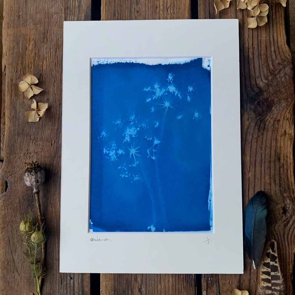 Allium seed head Cyanotype original print in A4 Mount