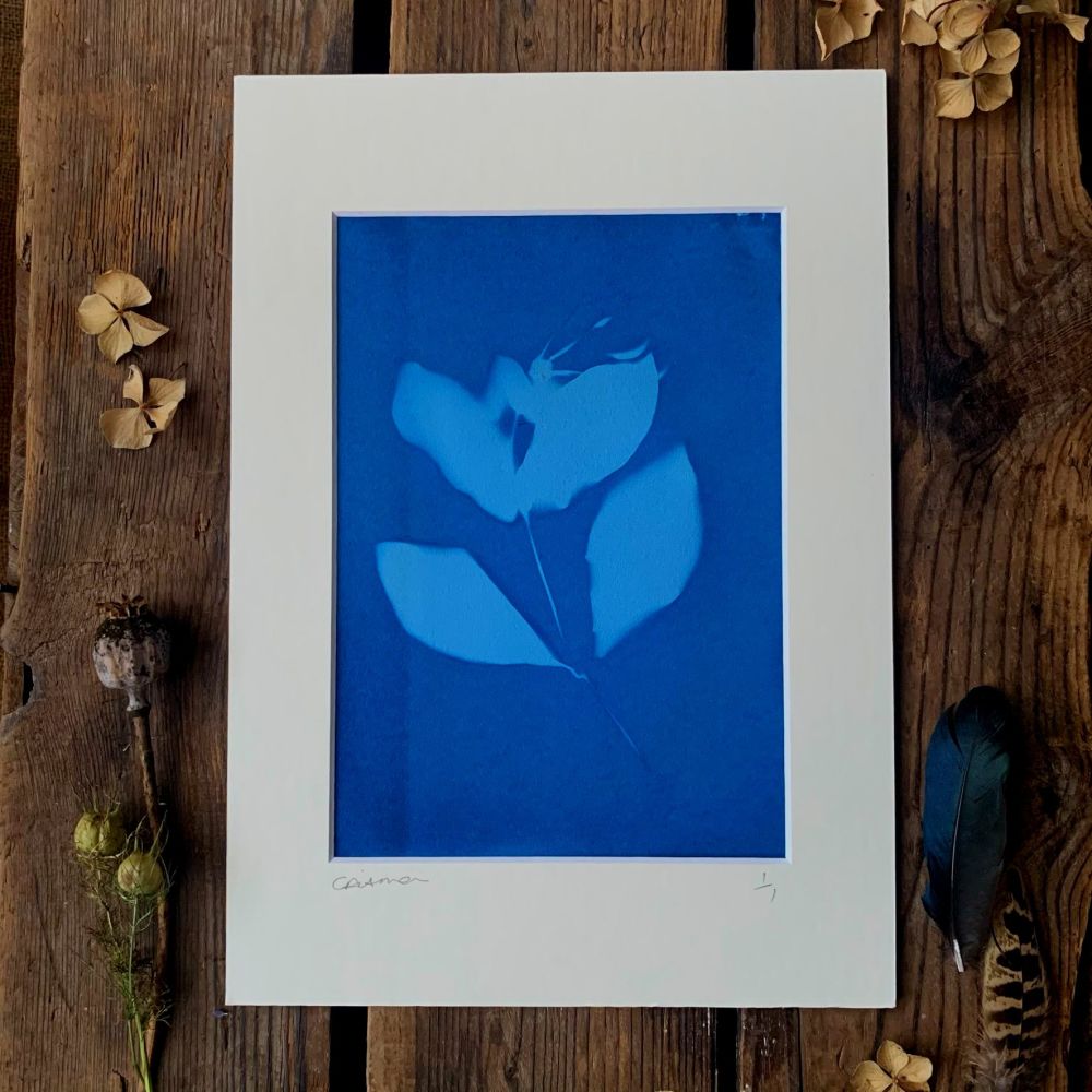 Honeysuckle blossom Cyanotype original print in A4 Mount