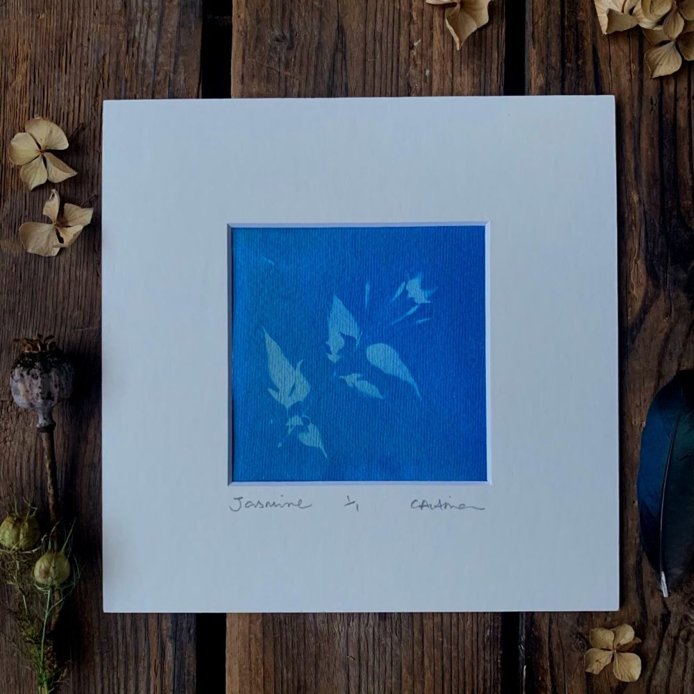  Small Jasmine Blossom Cyanotype original print
