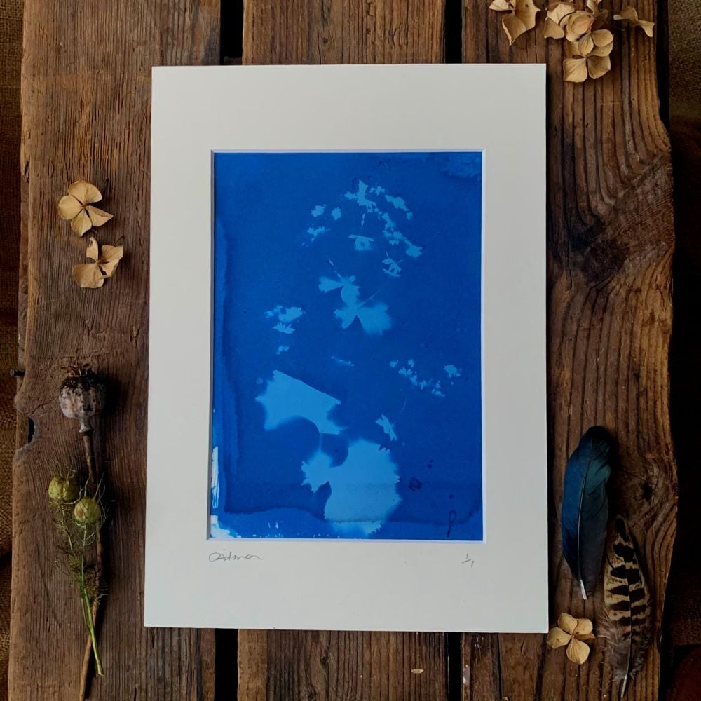Ladies Mantle Cyanotype original print in A4 Mount
