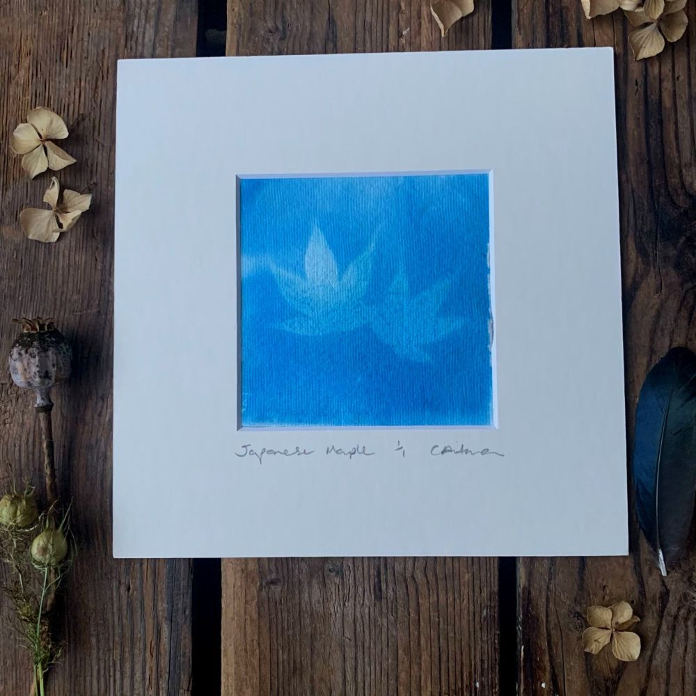 Maple leaf  Cyanotype original print