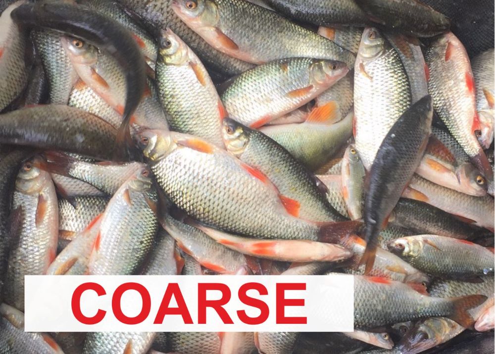Coarse Fishing