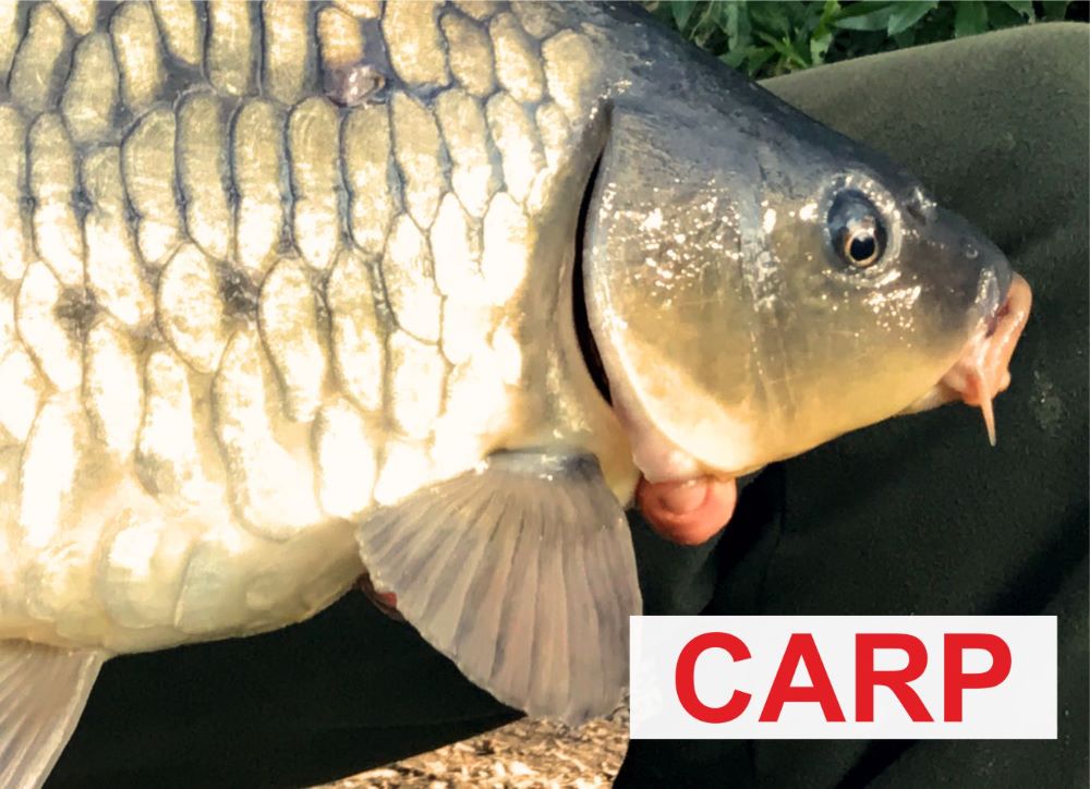 Carp Fishing