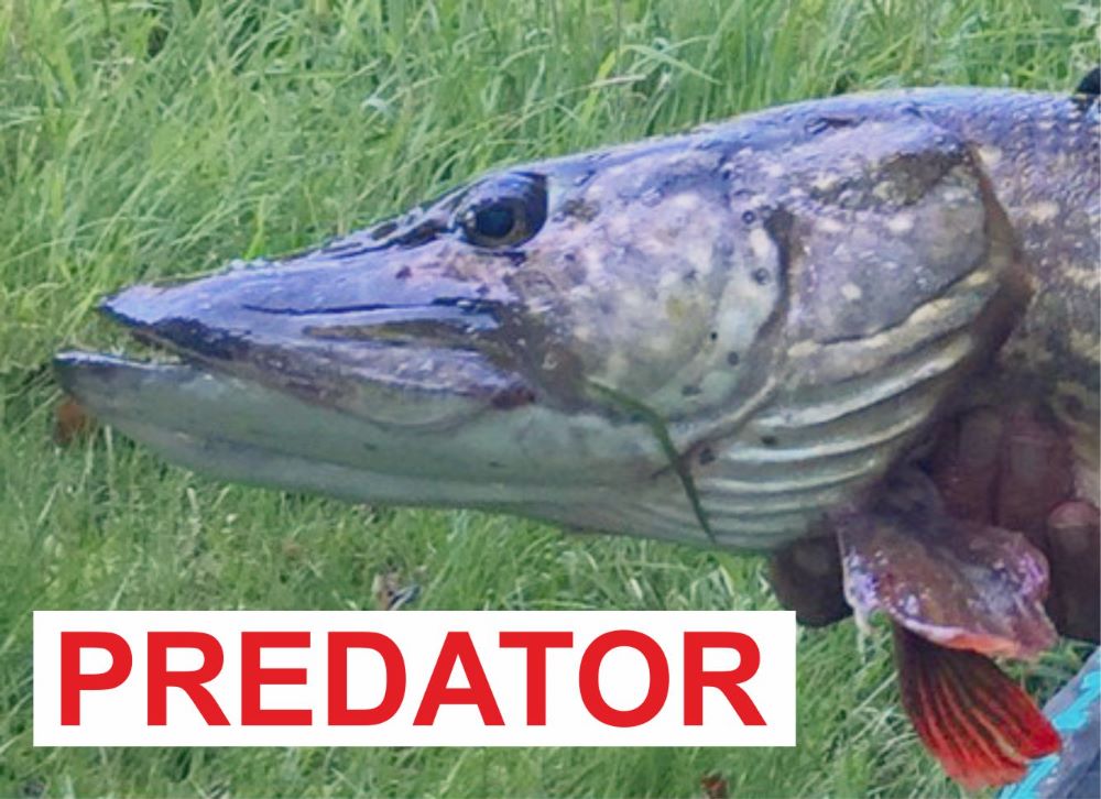 Predator Fishing