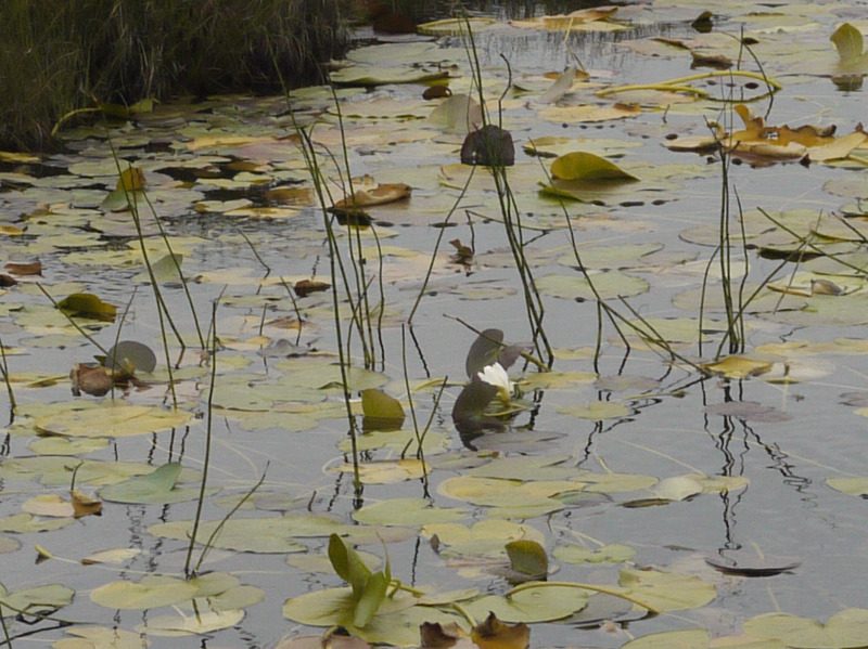 waterlilies dying