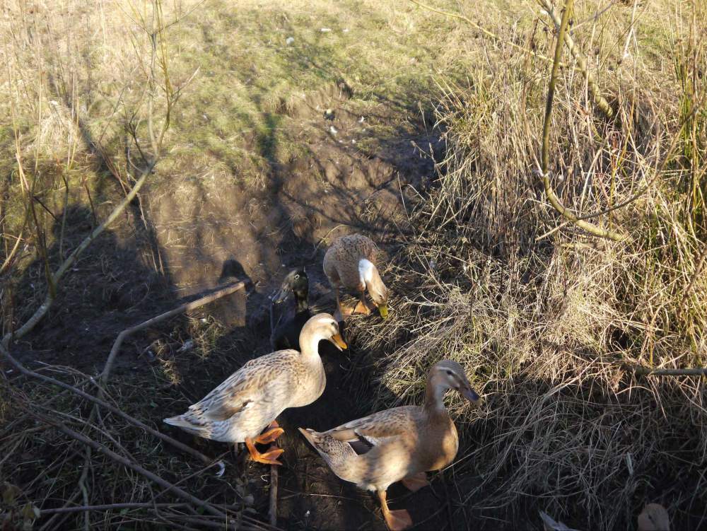 ducks site inspection