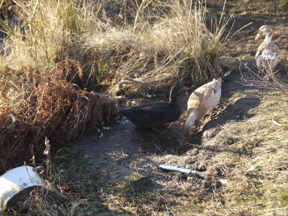 ducks mud bath