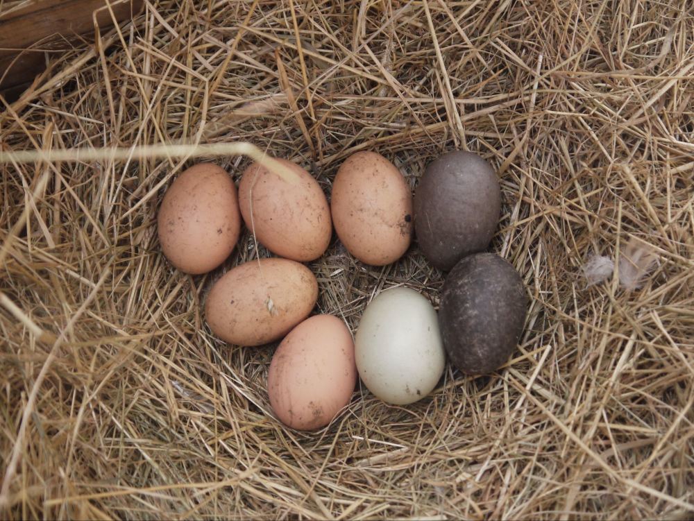 communal egg-laying