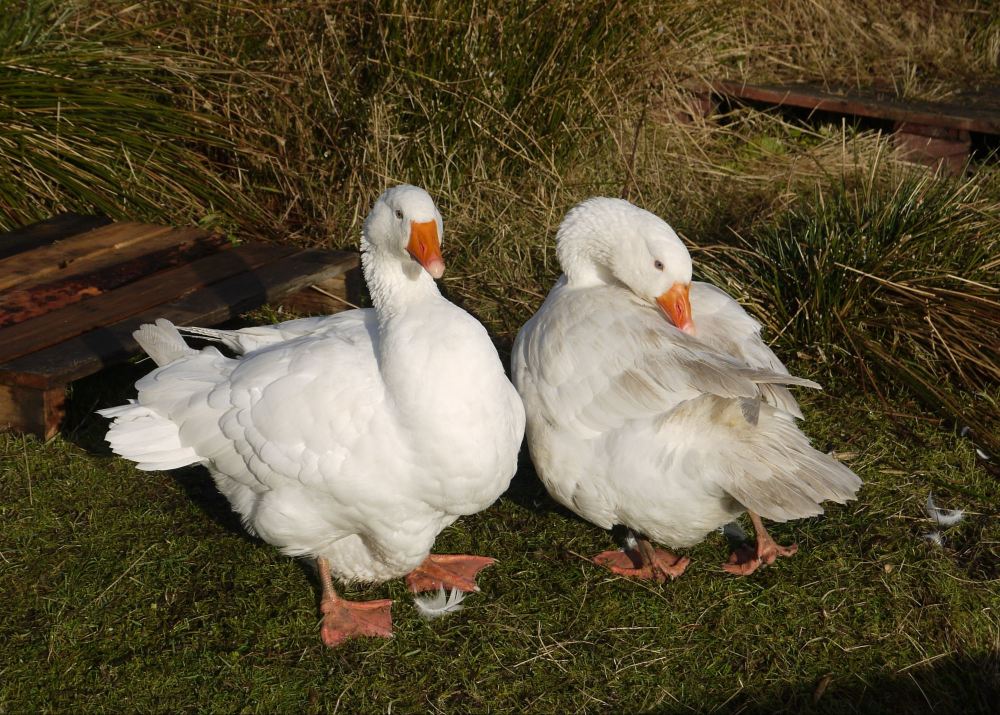 geese preening