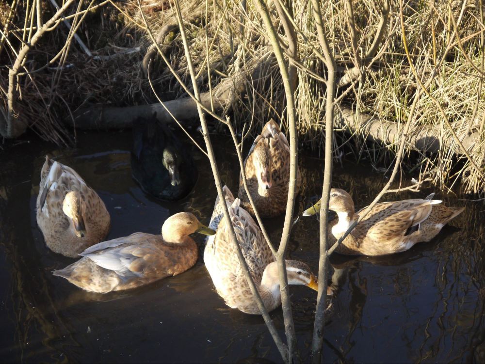 ducks pond 2