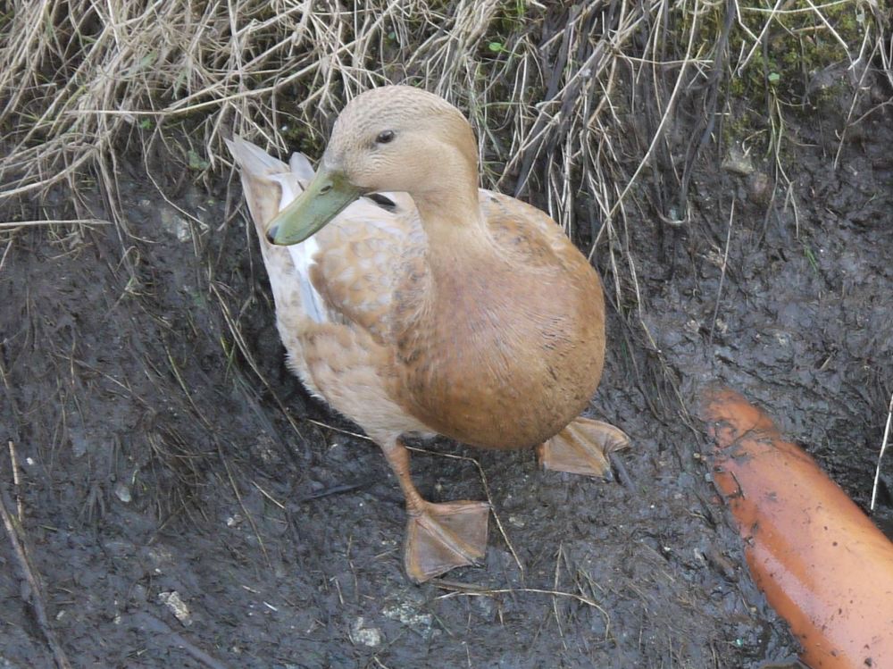 ducks ditch forewoman