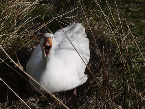 goose hissing