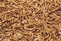 Dried Mealworms approx 1kg