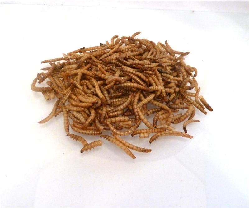 Dried Mealworms approx 100g