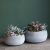 Grey Succulent Bowls (pair)
