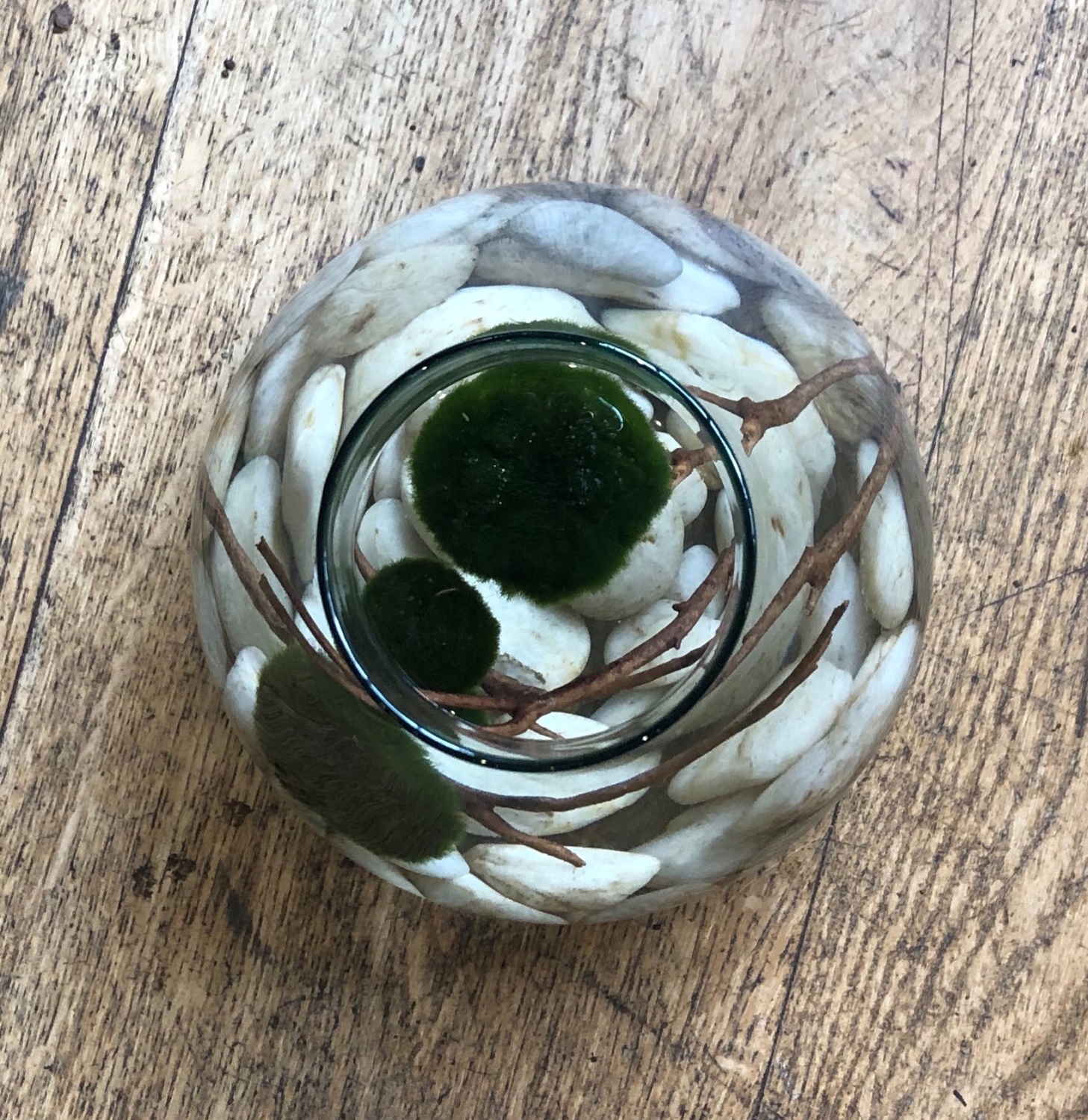 Bramble & Moss Plant Guide