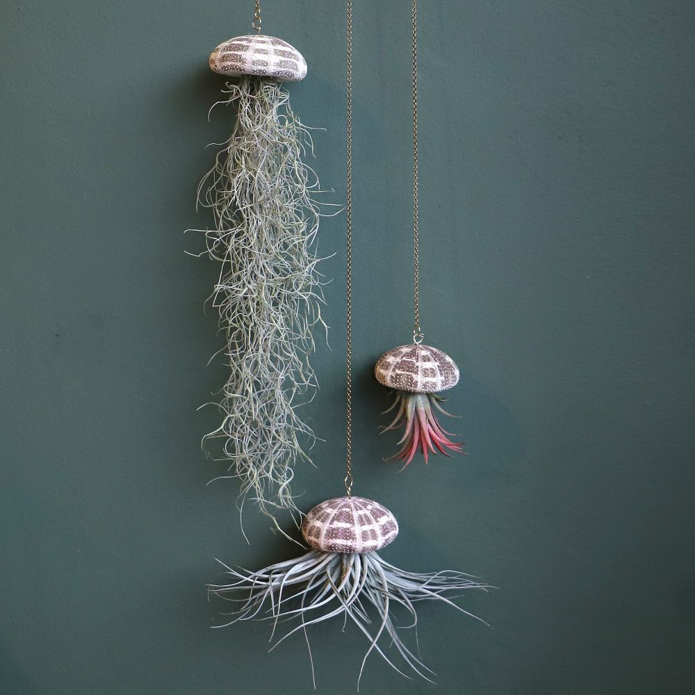 Hanging Air Plants