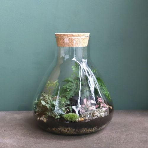 Closed Terrarium