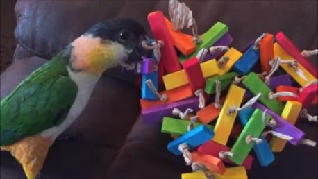 cage mounted toys for light shredders UK
