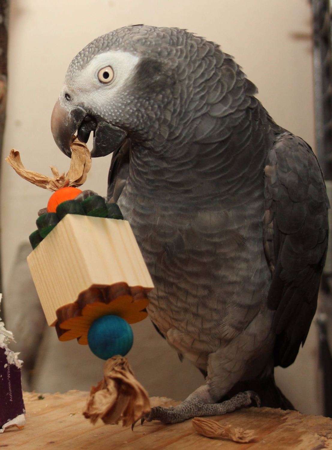 Parrot foot toys, Daisy Bites, safe and great for feet & beaks