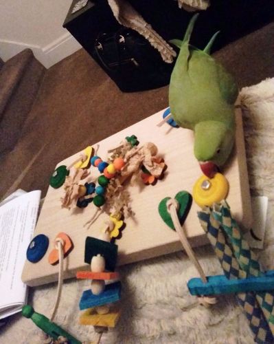 wooden parrot activity toys-zazu