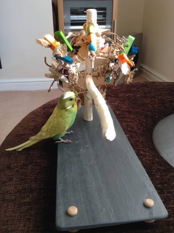 Budgie Table Top Perch, The Totem natural wood parrot perch with