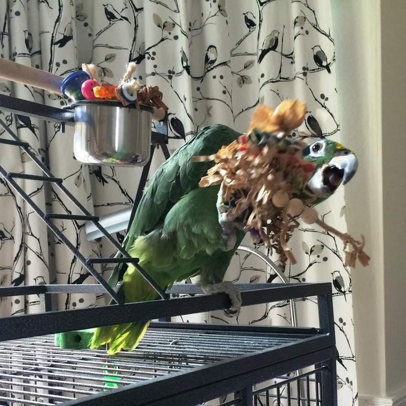 Parrot Foot Toys UK-Peepo