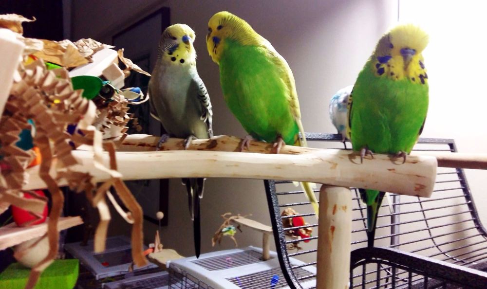 budgie t perches uk -paddy-sprite and kiwi