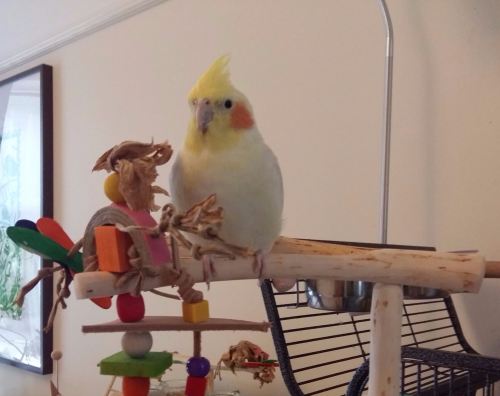 forked perches for cockatiels-peachy
