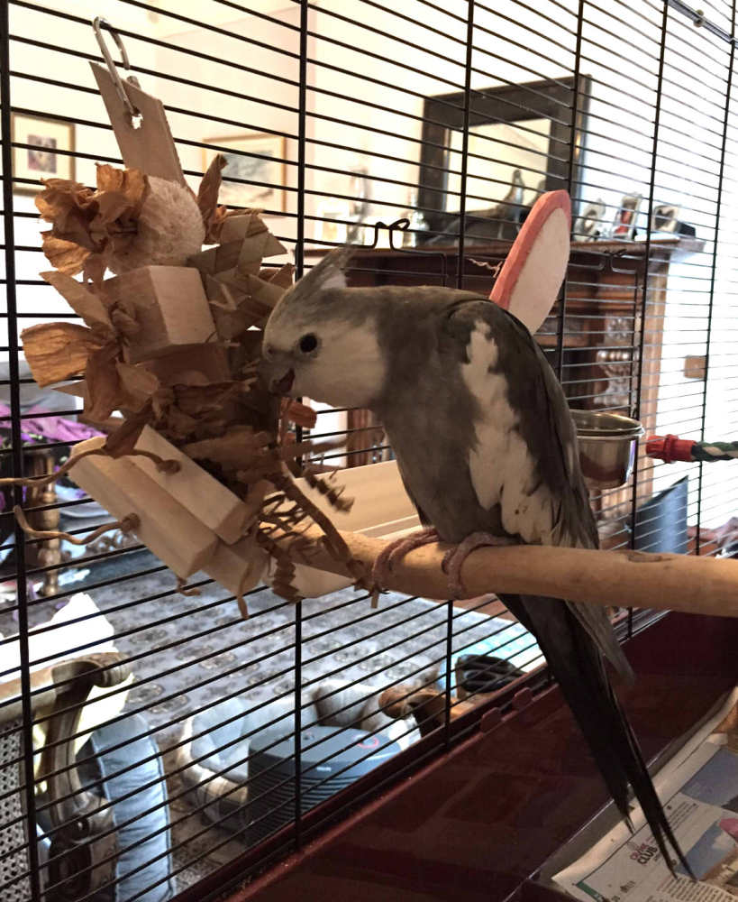 Shredding toy, safe bird cage toy for extra small and small birds