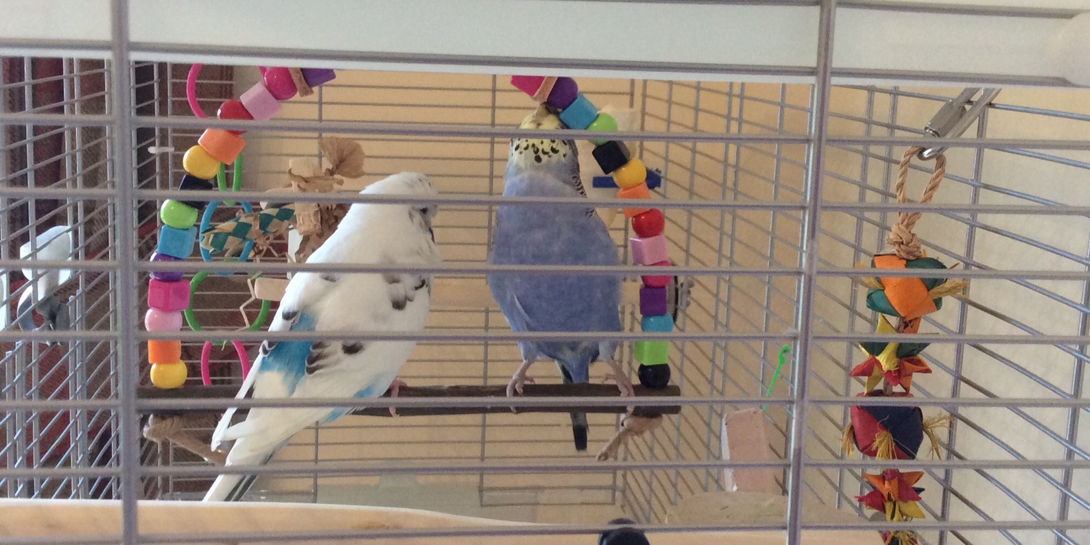 Budgie swing for two, The Ikkle Double safe budgie swing toy without metal