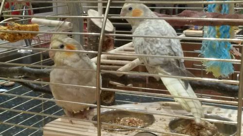 foraging paltforms for cockatiels-spike and buddy
