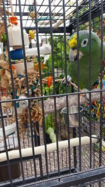 parrot toys to keep beaks active uk