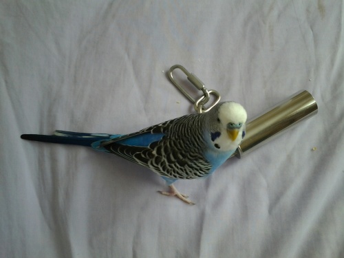 safe stainless steel budgie bells uk-rio
