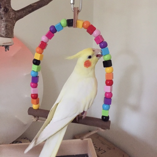 colourful cocktiel swing-cleo