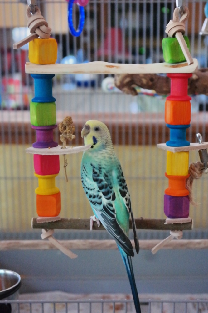 budgie swings tailored to suit - mallorn