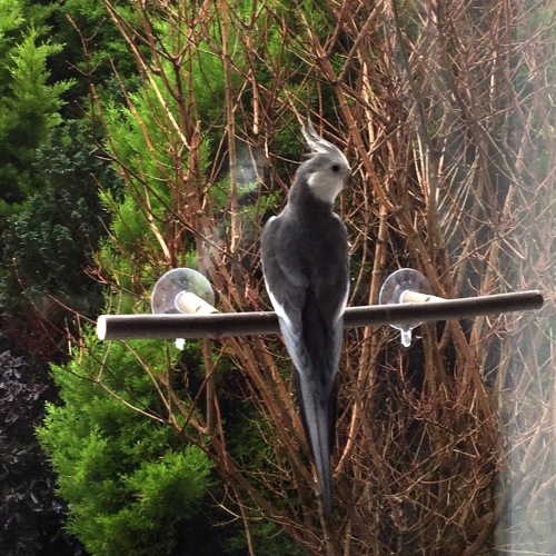 Window Perches, for small parrots also perfect for adding to a mirror