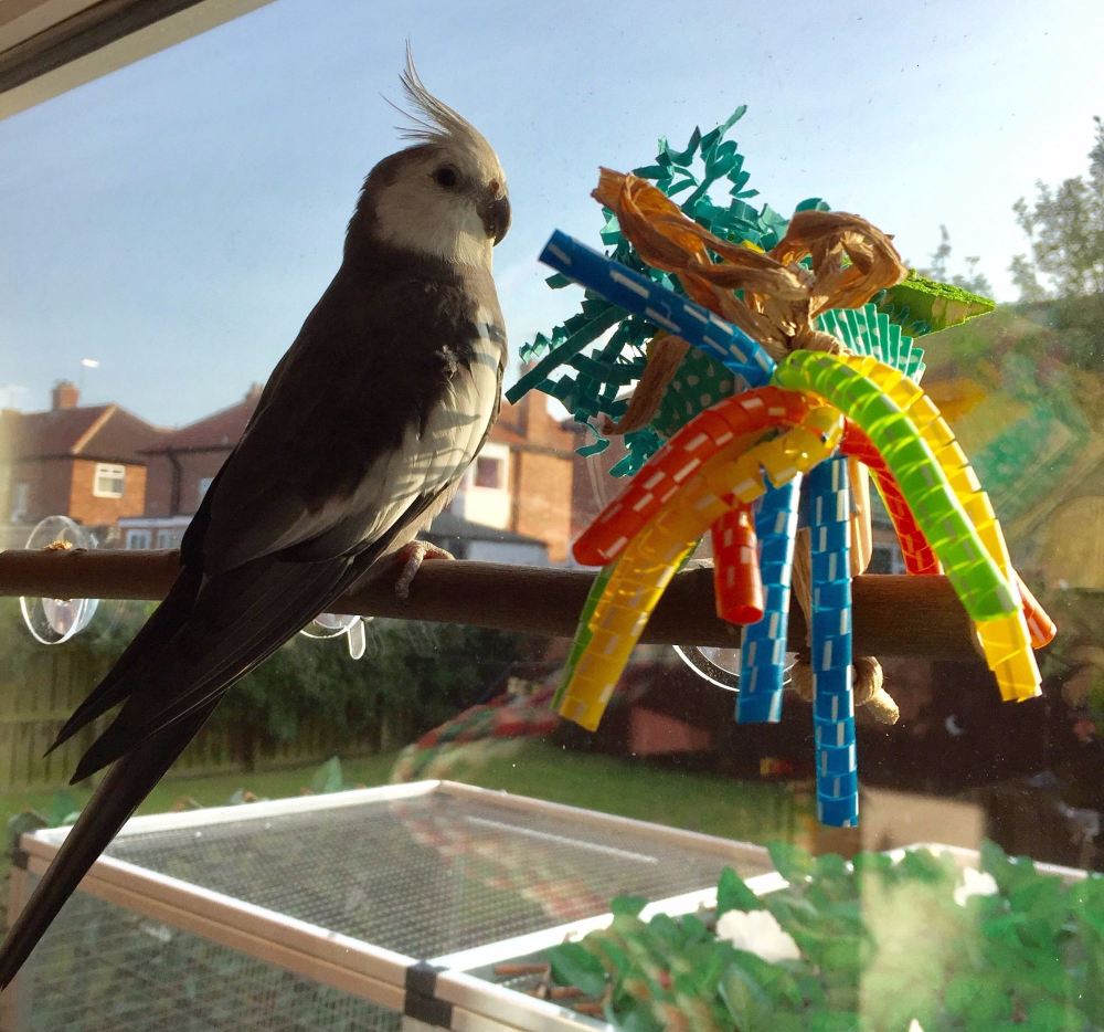 Window Perches, for small parrots also perfect for adding to a mirror