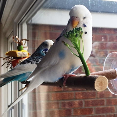 window perches for budgies-betty